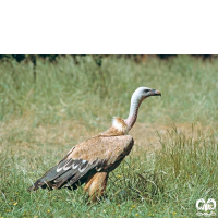 گونه کرکس Eurasian Griffon Vulture